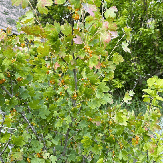 currant planting Golden Currant Shrub
