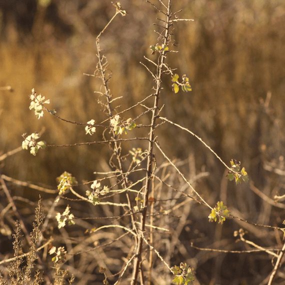 Golden Currant Shrub