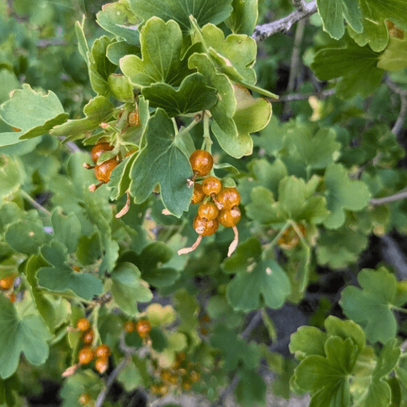 Golden Currant Shrub