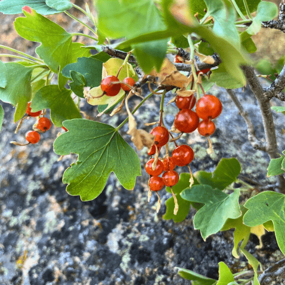 Golden Currant Shrub