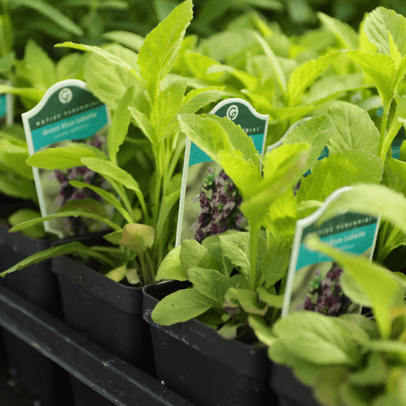 Great Blue Lobelia Plant Sets Plants - Garden for Wildlife