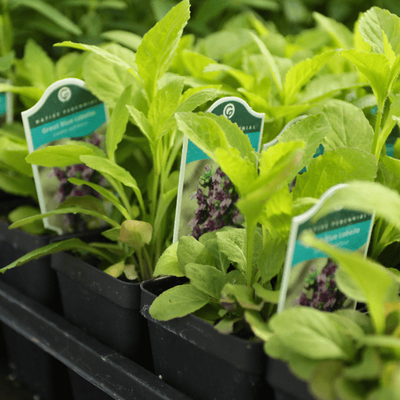 lobelia plant in pot Great Blue Lobelia Plant Sets