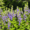 Great Blue Lobelia Plant Sets Plants - Garden for Wildlife