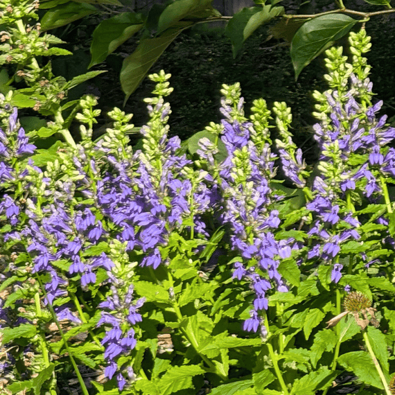 Great Blue Lobelia Plant Sets Plants - Garden for Wildlife