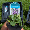 Great Blue Lobelia Plant Sets Plants - Garden for Wildlife