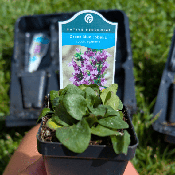 lobelia indoor plant Great Lobelia | Blue