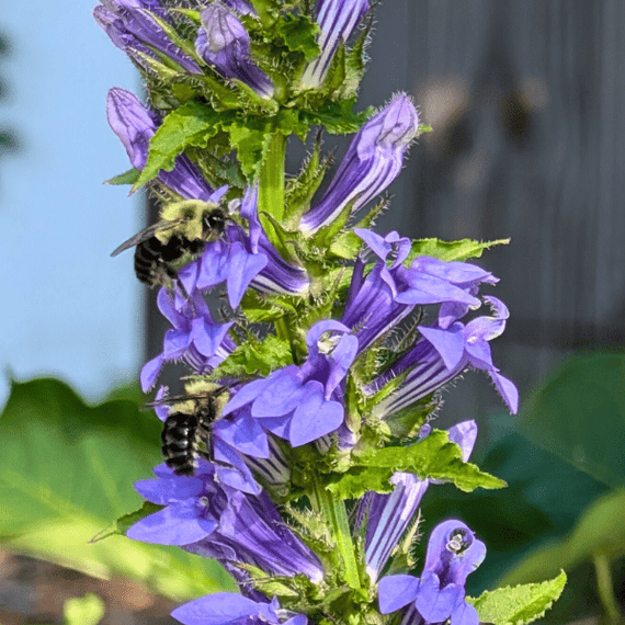Great Blue Lobelia Plant Sets Plants - Garden for Wildlife