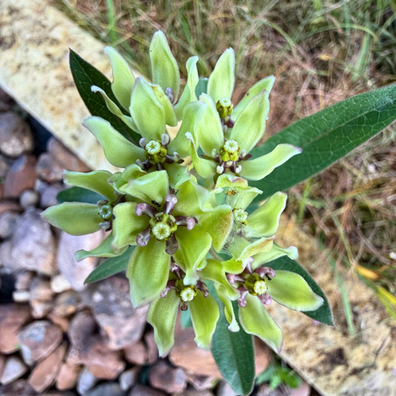 spider milkweed plant Green Milkweed Plant Sets