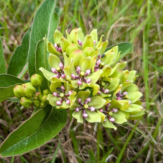 spider milkweed plant Green Milkweed Plant Sets