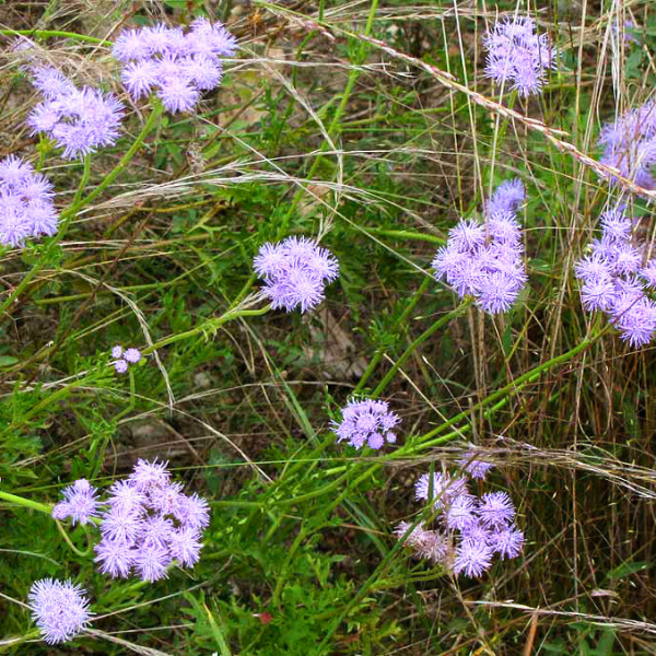 Greggs Mistflower Plant Sets