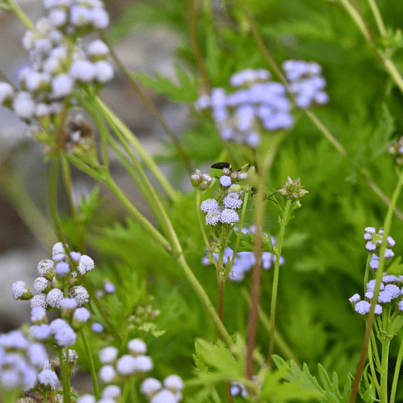 Greggs Mistflower Plant Sets
