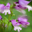 Hairy Beardtongue Plant Sets Plants - Garden for Wildlife
