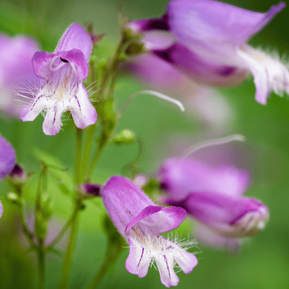 Hairy Beardtongue Plant Sets Plants - Garden for Wildlife