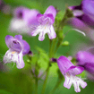 Hairy Beardtongue Plant Sets Plants - Garden for Wildlife