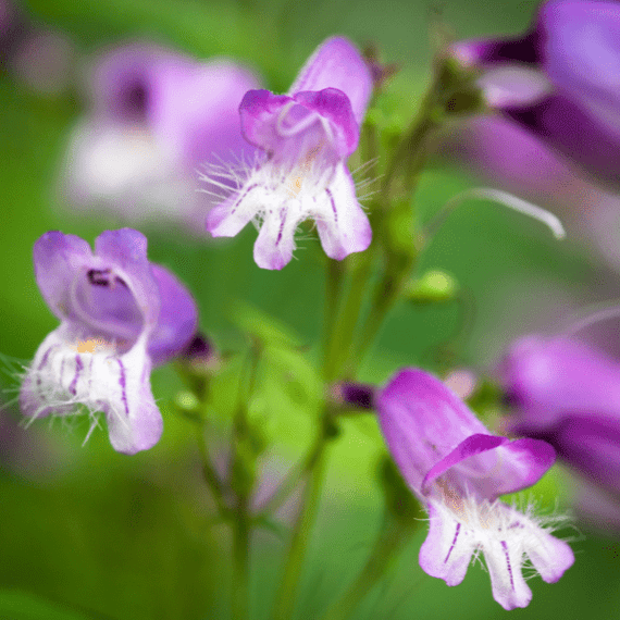 Hairy Beardtongue Plant Sets Plants - Garden for Wildlife