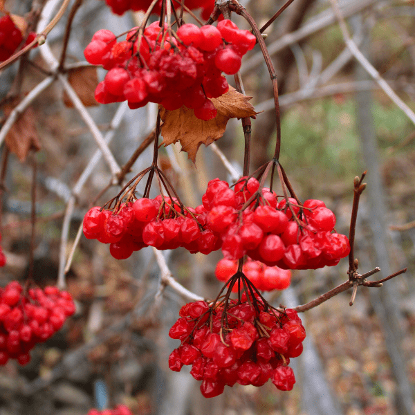 Highbush Cranberry Shrub Plants - Garden for Wildlife