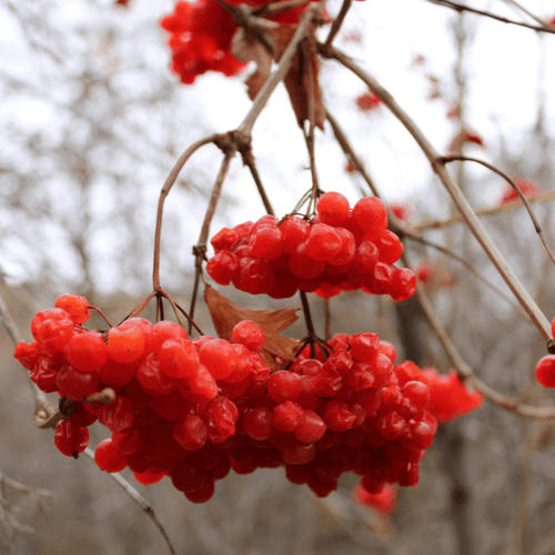 Highbush Cranberry Shrub Plants - Garden for Wildlife