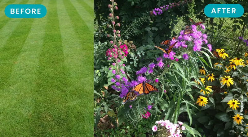 Garden For Wildlife By NWF Shop Plants To Save Wildlife garden-for-wildlife-by-nwf-shop-plants-to-save-wildlife