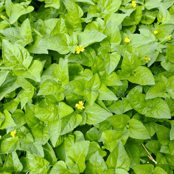 Horseherb Plant Sets