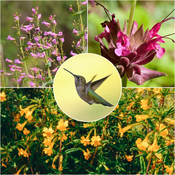 Hummingbird Hideaway Plants - Garden for Wildlife
