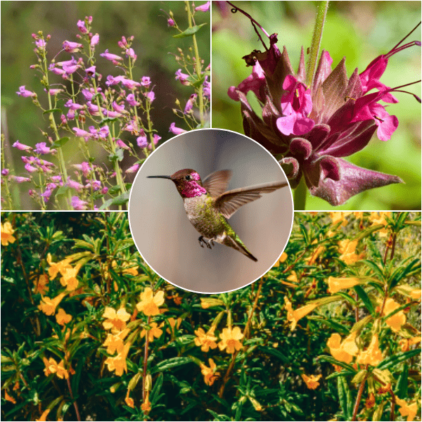 Hummingbird Hideaway Plants - Garden for Wildlife