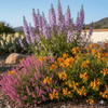 Hummingbird Hideaway Plants - Garden for Wildlife