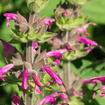 Hummingbird Sage Plant Sets Plants - Garden for Wildlife