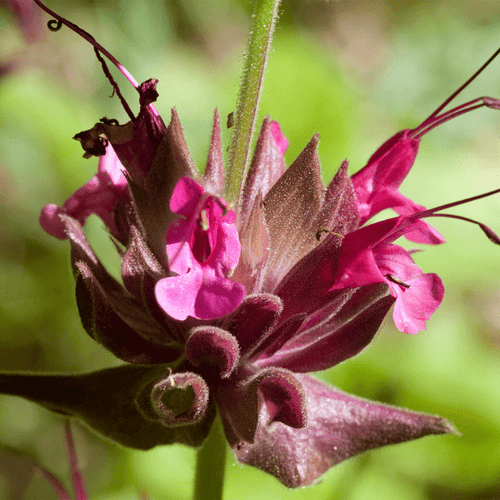Hummingbird Sage Plant Sets Plants - Garden for Wildlife