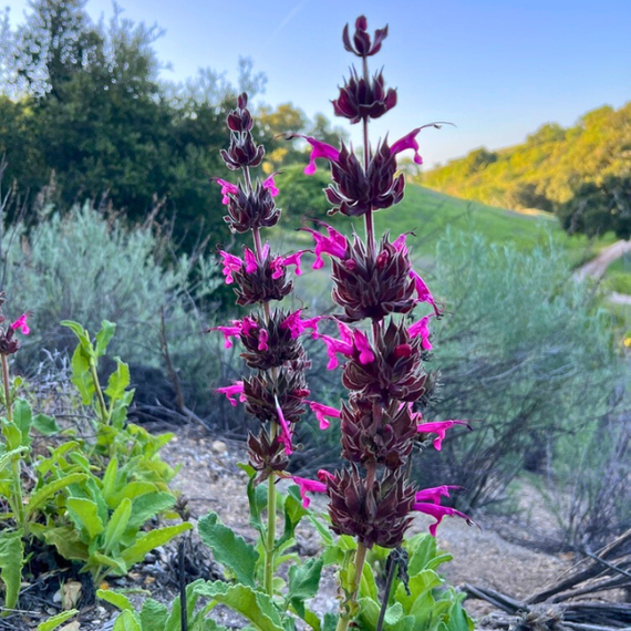 Hummingbird Sage Plant Sets