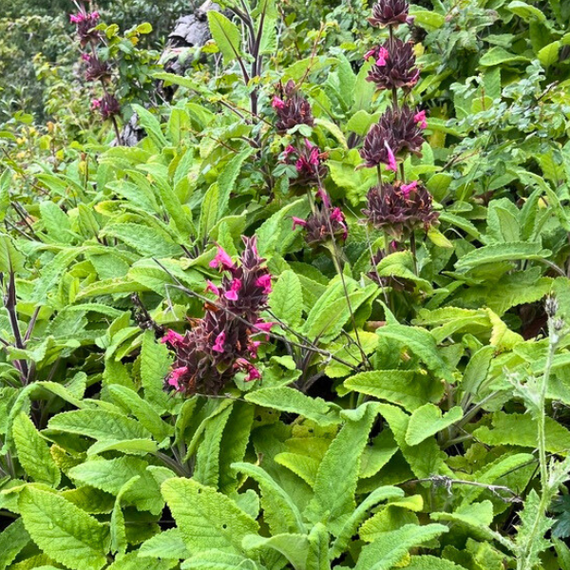 Hummingbird Sage Plant Sets