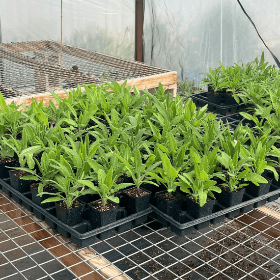 Hummingbird Sage Plant Sets