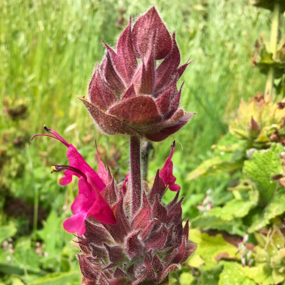 Hummingbird Sage Plant Sets