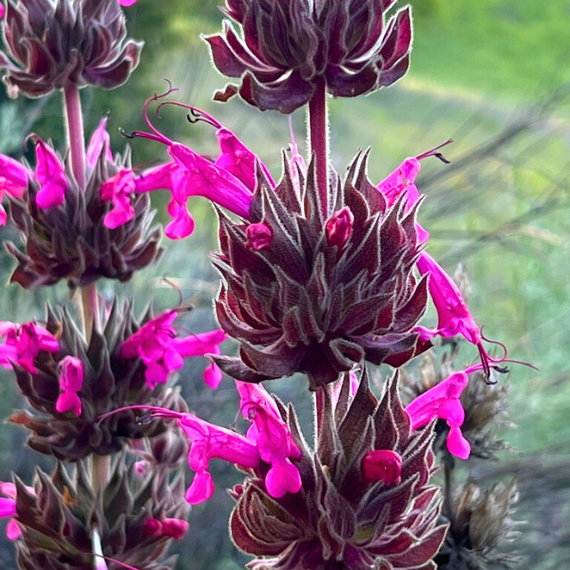 Hummingbird Sage Plant Sets
