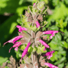 Hummingbird Sage Plant Sets Plants - Garden for Wildlife