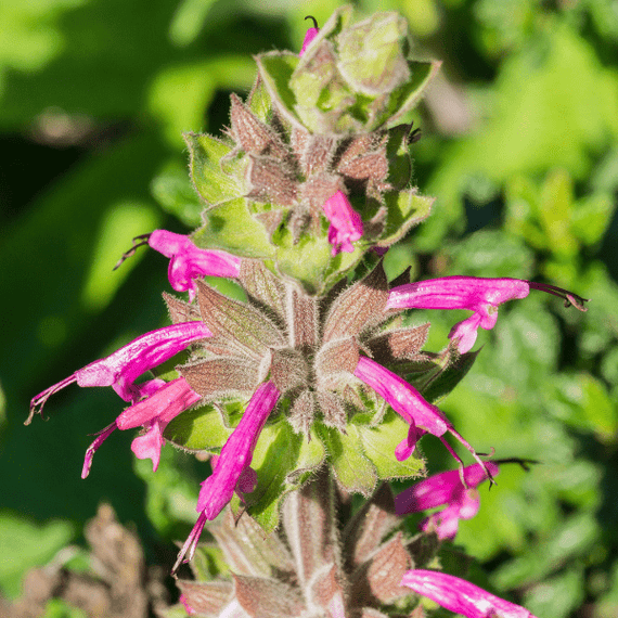 Hummingbird Sage Plant Sets Plants - Garden for Wildlife