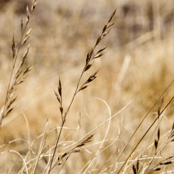 Idaho Fescue Grass Plant Sets