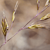 Idaho Fescue Grass Plant Sets Plants - Garden for Wildlife