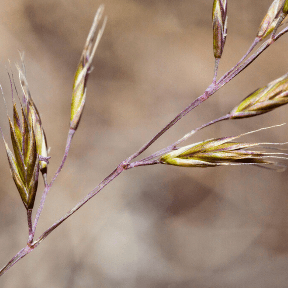 Idaho Fescue Grass Plant Sets Plants - Garden for Wildlife