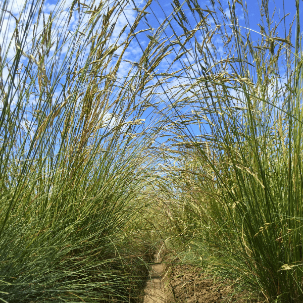 planting fescue seed Idaho Fescue Grass Plant Sets