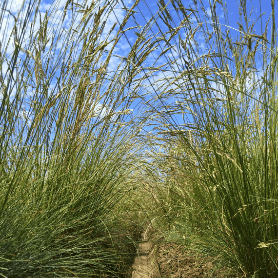 Idaho Fescue Grass Plant Sets Plants - Garden for Wildlife