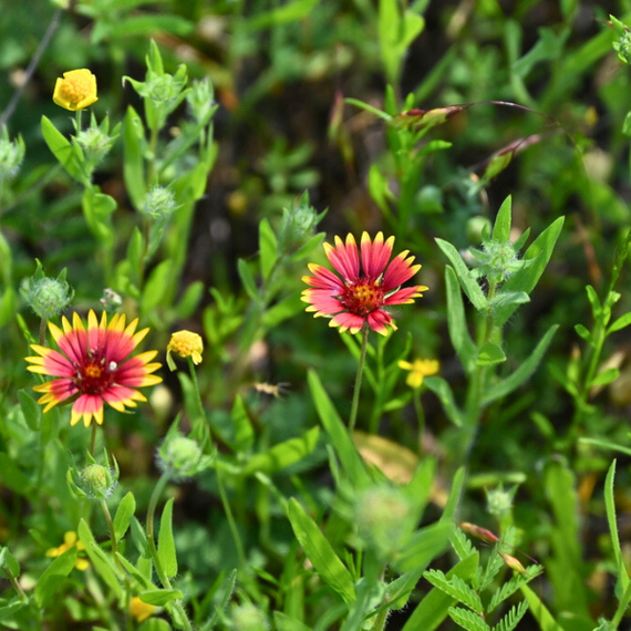 Indian Blanket Plant Sets