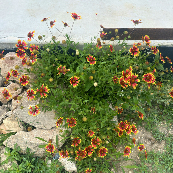 planting indian blanket seeds Indian Blanket Plant Sets