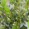 Inkberry Shrub Plants - Garden for Wildlife