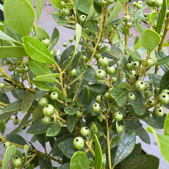 Inkberry Shrub Plants - Garden for Wildlife