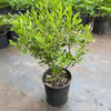Inkberry Shrub Plants - Garden for Wildlife