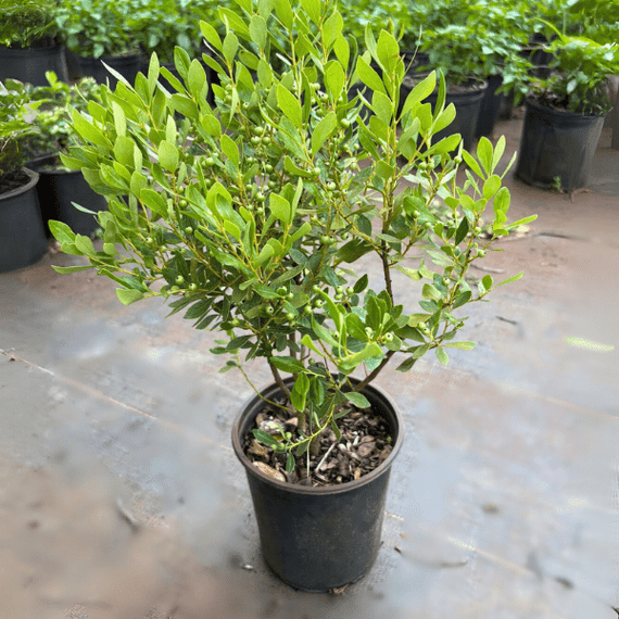 Inkberry Shrub Plants - Garden for Wildlife