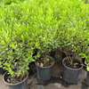 Inkberry Shrub Plants - Garden for Wildlife