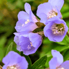 Jacob's Ladder Plant Sets Plants - Garden for Wildlife