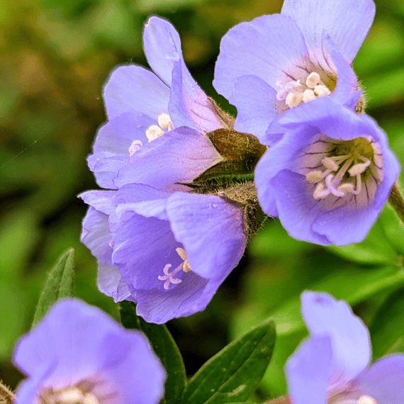 Jacob's Ladder Plant Sets Plants - Garden for Wildlife