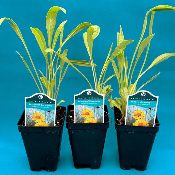 Lanceleaf Coreopsis Plant Sets (I) Plants - Garden for Wildlife